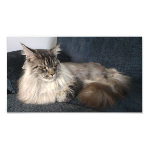 Foto Gato de racum de Maine