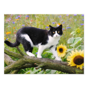 Foto Gato de smoking fofo em um galho de árvore com gir