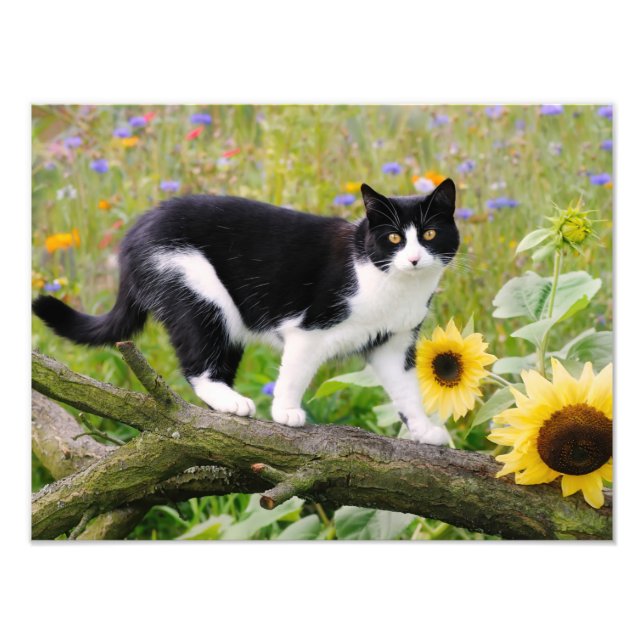 Foto Gato de smoking fofo em um galho de árvore com gir (Frente)