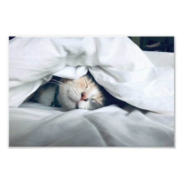 Foto Gato Dormindo Debaixo de Cobertor Branco (Frente)