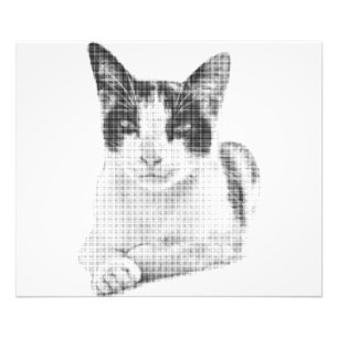 Foto Gato em Meia-Tom