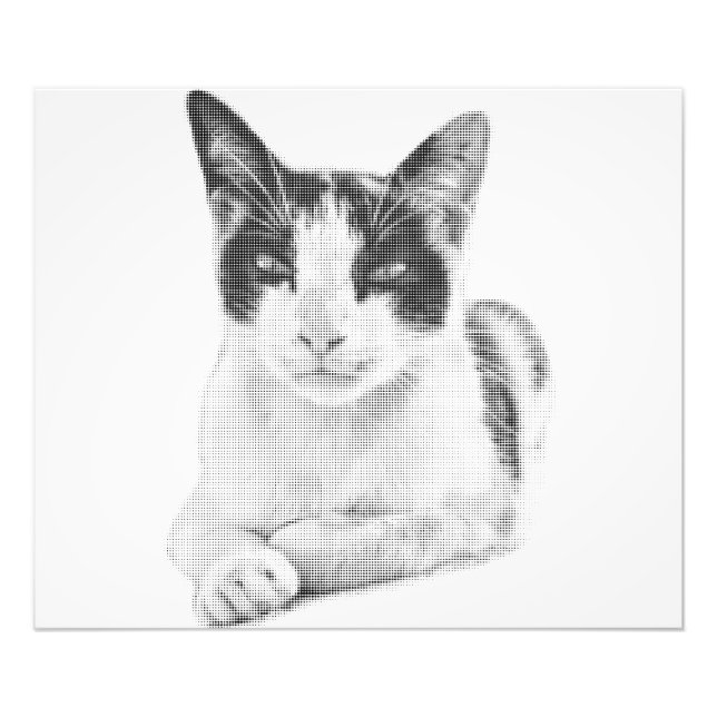 Foto Gato em Meia-Tom (Frente)