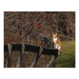 Foto Gato em uma cerca