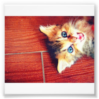 Foto Gato fofo