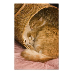 Foto Gato laranja dormindo na cesta