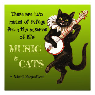 Foto Gato Musical Fofo Dois Meios De Refúgio Schweitzer