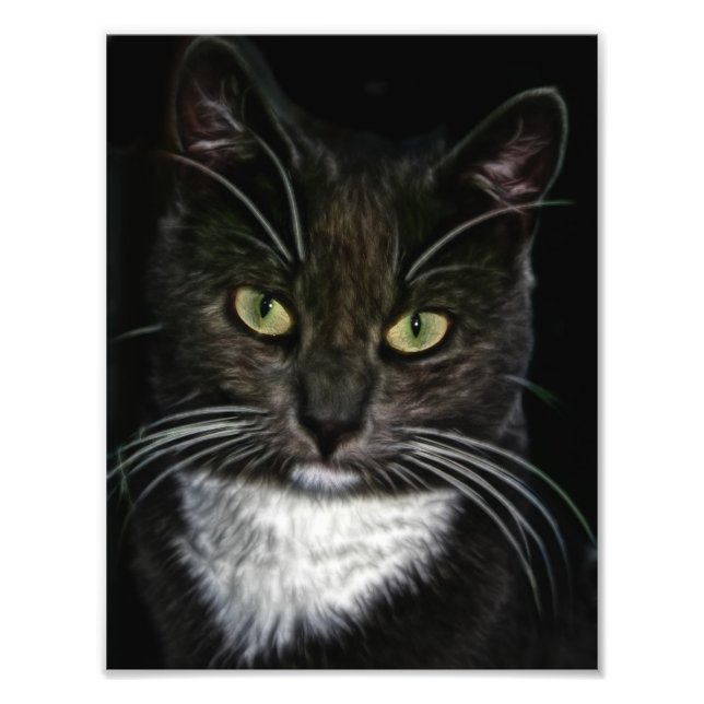 Foto Gato Negro (Frente)