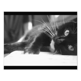 Foto Gato Preto e Branco