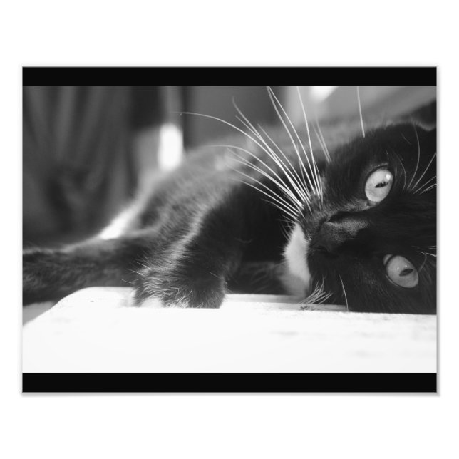 Foto Gato Preto e Branco (Frente)