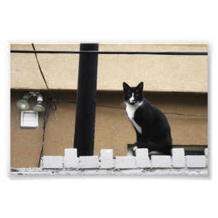 Foto Gato primitivo da cidade 6" x 4" impressão 03