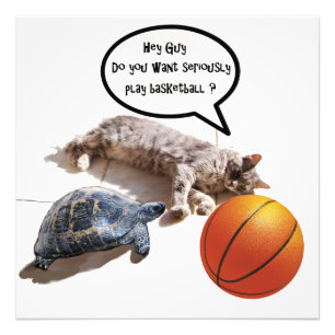 FOTO GATO, TARTARUGA E BASQUETEBOL