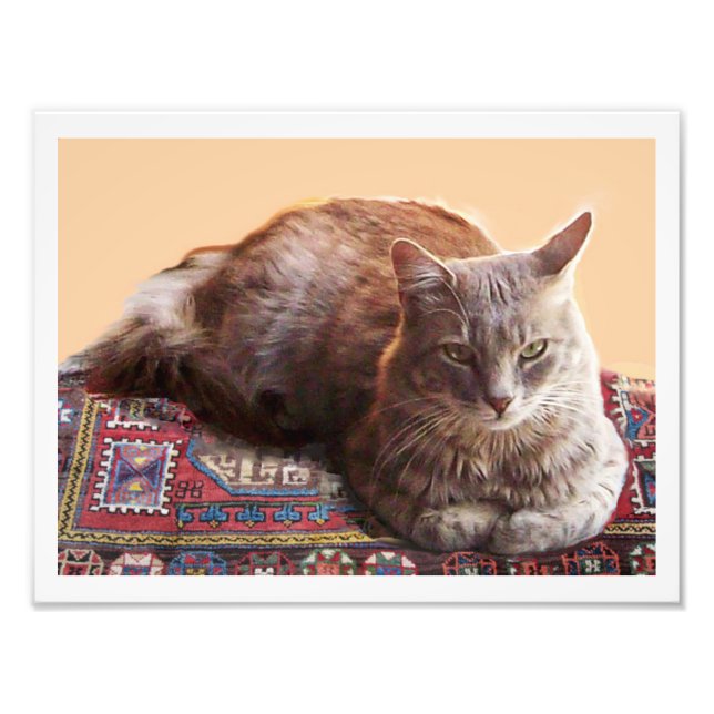 FOTO GATO TURCO NO TAPETE VELHO (Frente)