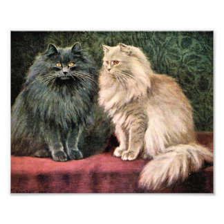 Foto Gatos Persa - Azul e Creme