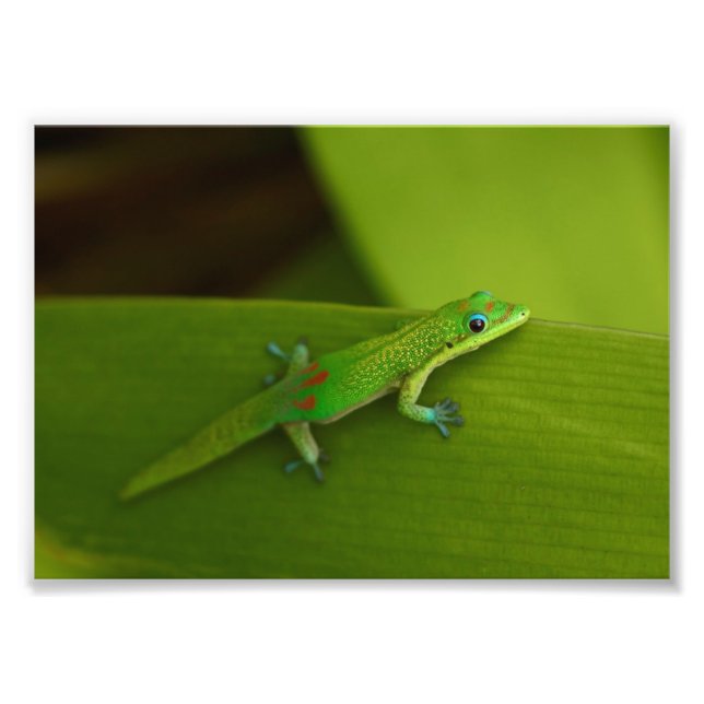 Foto Gecko do Dia da Pó Dourada (Frente)