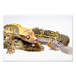 Foto Geckos