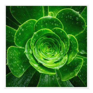 Foto Geometria da Natureza — Perfeição Suculenta