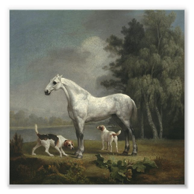 Foto George Stubbs - Um caçador de Cinzas de maçã (Frente)