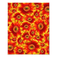 Gerbera Daisies Amarelo e Laranja