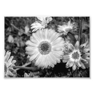Foto Gerbera Daisy Black & White Photografia