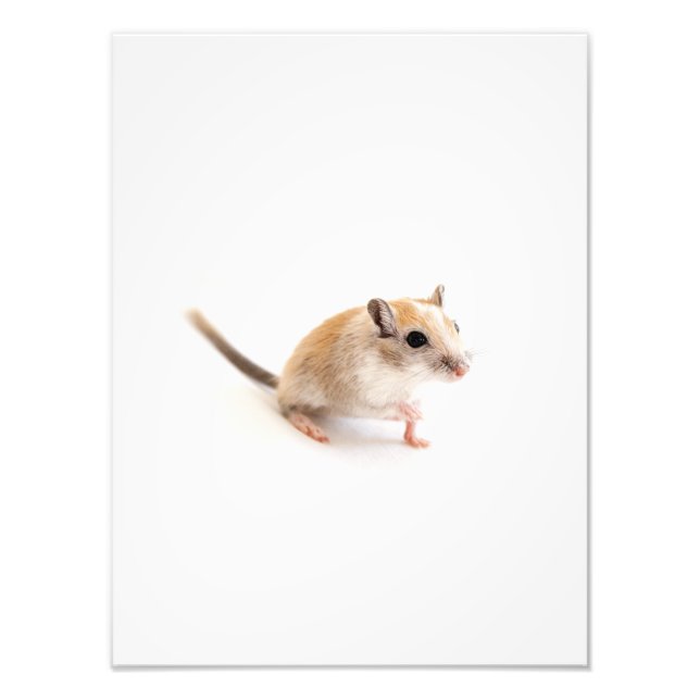 Foto Gerbil Cute Baby Animal Pet Gerbilbi Modelo (Frente)