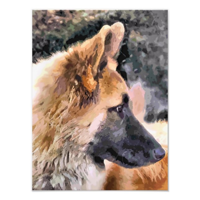FOTO GERMAN SHEPHERD DOG (Frente)