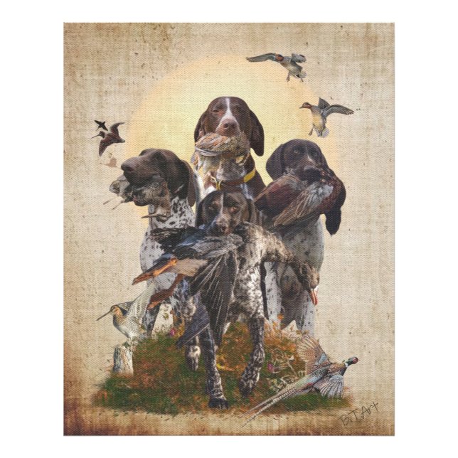 Foto German Shorthaired Pointer     (Frente)