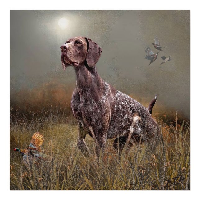 Foto German Shorthaired Pointers  (Frente)