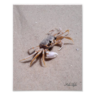Foto Ghost Crab