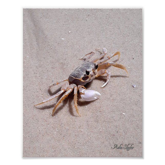 Foto Ghost Crab (Frente)