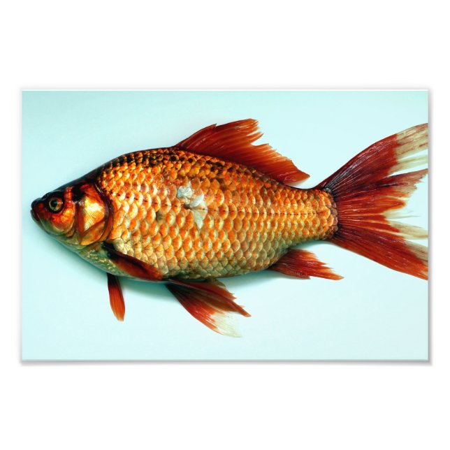 Foto Giant Goldfish (Frente)