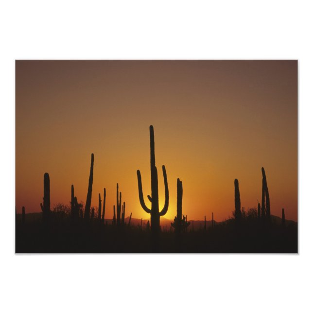 Foto Giant saguaro cactus Cereus giganteus), (Frente)