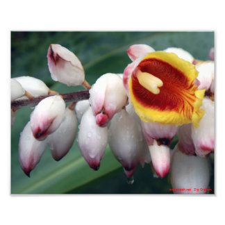 Foto Gingers de Shell