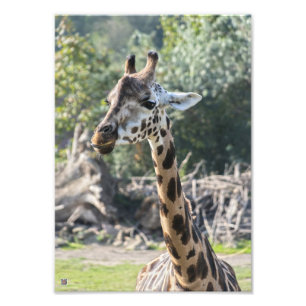 Foto Girafa