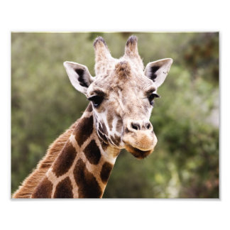 Foto Girafa