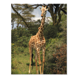 Foto Girafa alta em Bushes
