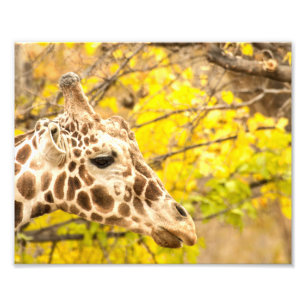 Foto Girafa e folhas