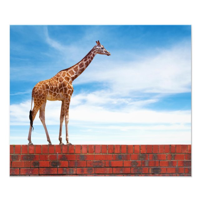 Foto Girafa na parede (Frente)