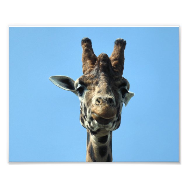FOTO GIRAFFE (Frente)