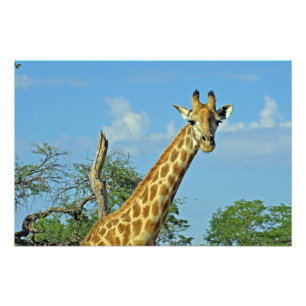 FOTO GIRAFFE 9