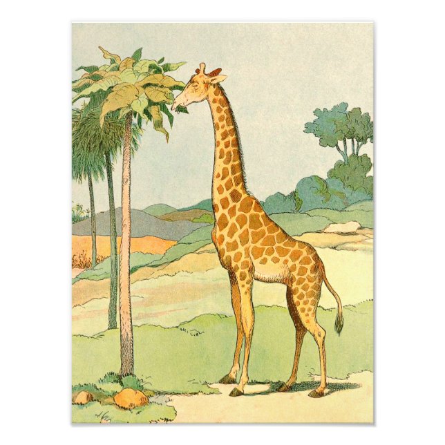 Foto Giraffe Comendo Acácia Folha Ilustrada (Frente)