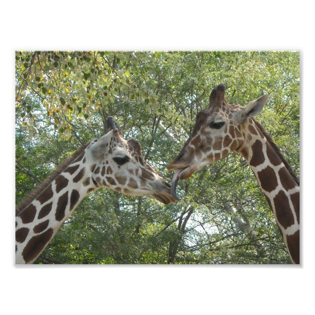 Foto Giraffe Love (Frente)