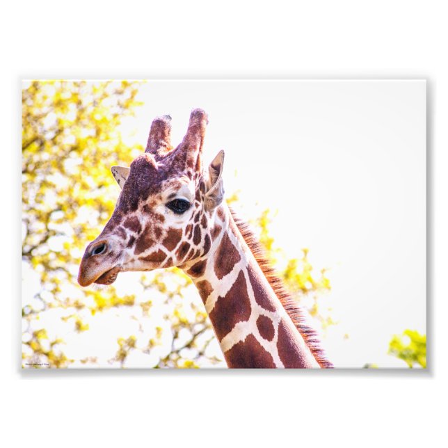 Foto Giraffe Portrait (Frente)