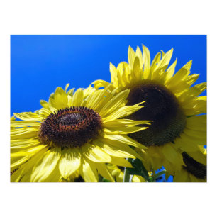 Foto Girassóis Moonwalker alcançando o céu