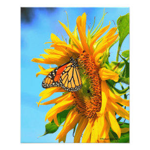 Foto Girassol do Kansas com borboleta-monarca closeup