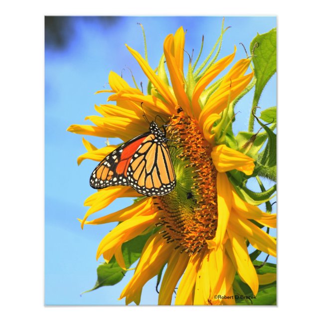 Foto Girassol do Kansas com borboleta-monarca closeup (Frente)