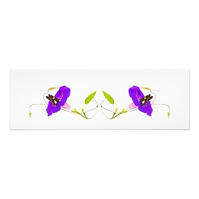 Foto Glória da manhã e borboleta (Frente)