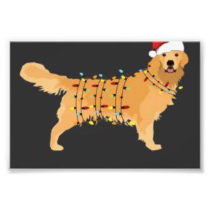Foto Golden Retriever Feriado Luz de Natal Essencial