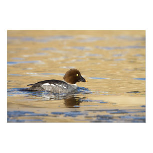 Foto Goldeneye da terra comum da fêmea