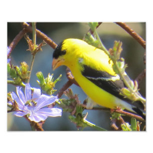Foto Goldfinch americano