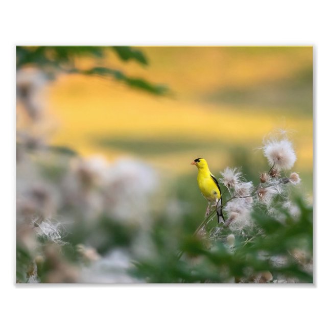 Foto Goldfinch E Este Outono (Frente)